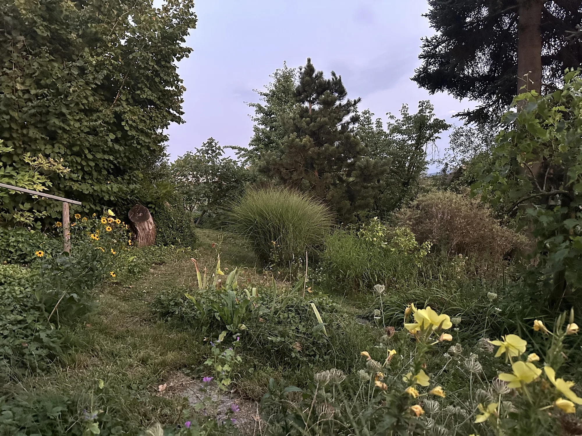 Naturnaher Garten mit Staudenbeet